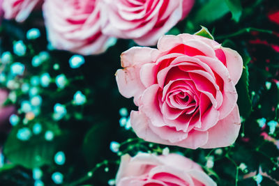 Close-up of pink roses growing in park