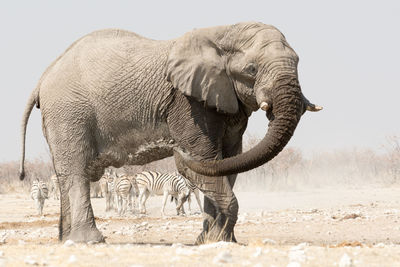Side view of elephant in zoo