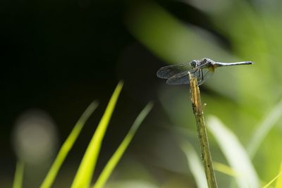 Close-up of dragonfly on leaf