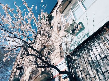 Low angle view of tree against sky