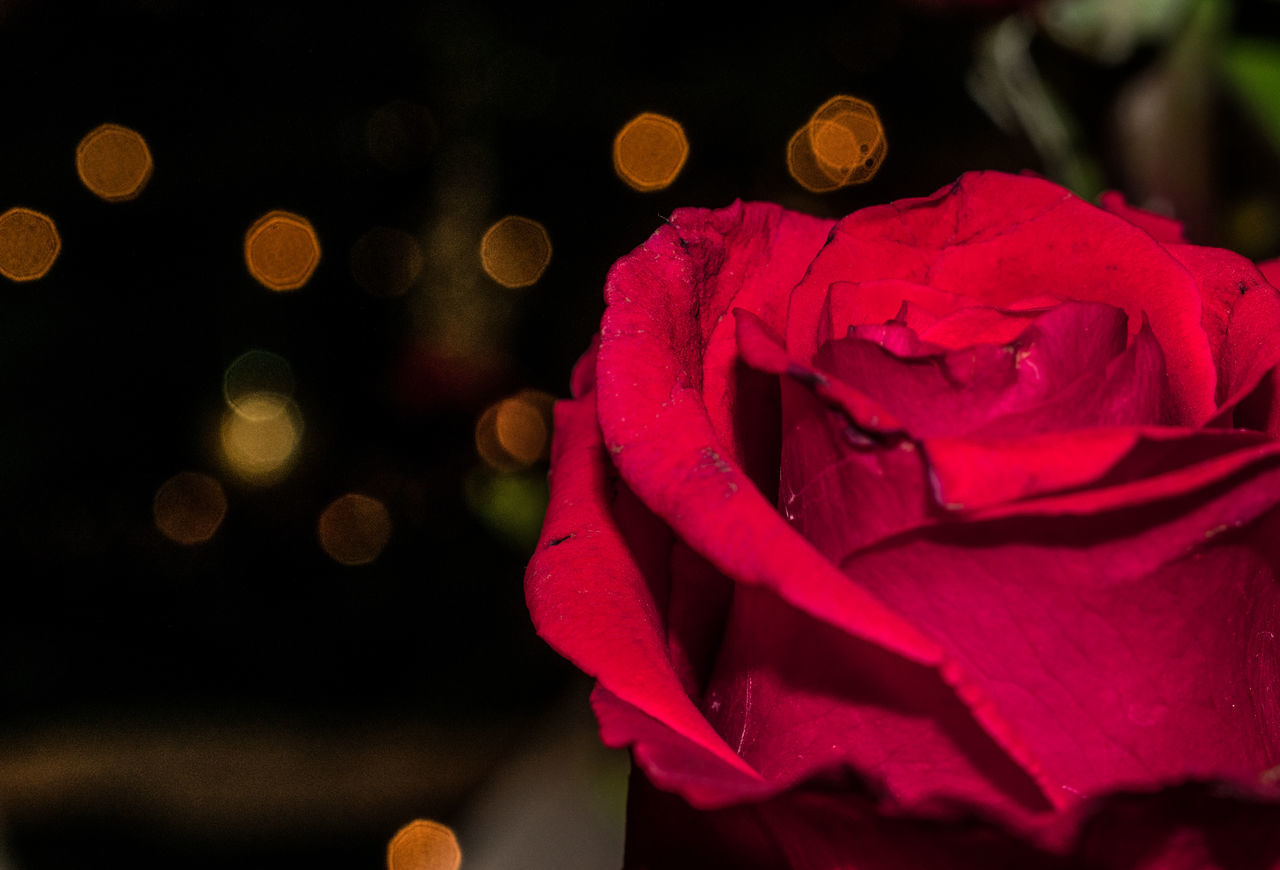 CLOSE-UP OF RED ROSE FLOWER