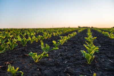 Close-up of plants growing on field against clear sky