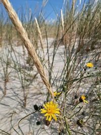 Close-up of yellow flowering plant on land