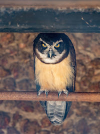 Close-up of owl perching on wood