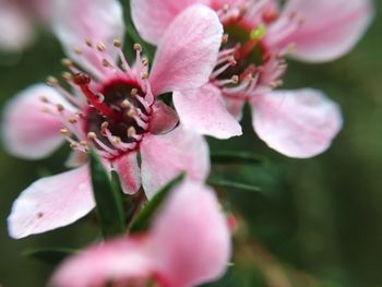 Close-up of pink cherry blossom