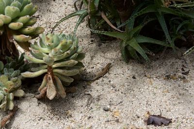 High angle view of succulent plant on field