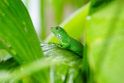 Side view of green lizard on leaf