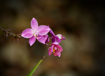 Close-up of pink cherry blossom
