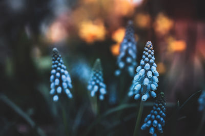 Close-up of flowering plants on field