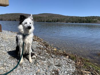 Dog standing in lake against clear sky