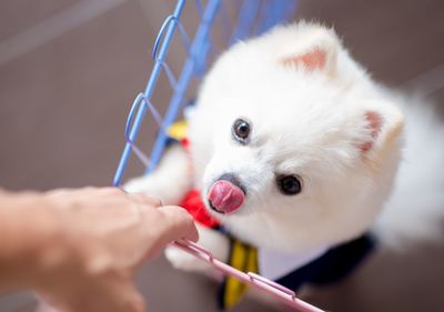 Cropped hand of person with dog standing in shopping cart