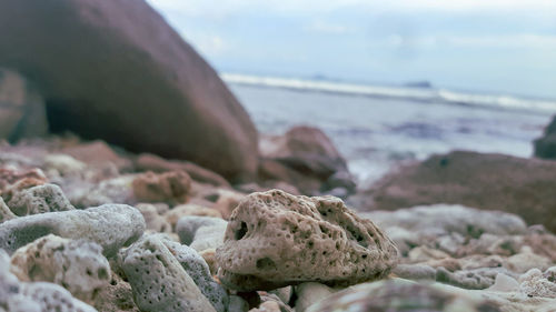 Close-up of crab on rock at beach