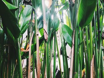 Close-up of crops growing on field