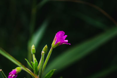 Close-up of pink flowering plant