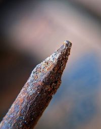 Close-up of rusty metal