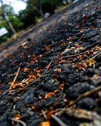 Close-up of tree trunk on field