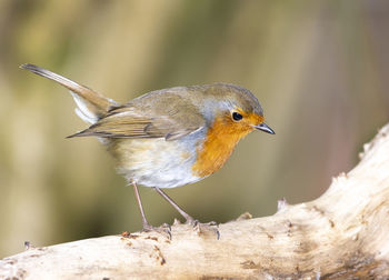 Close-up of bird perching on wood