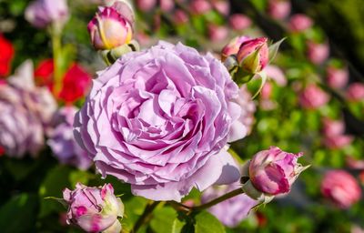 Close-up of pink roses