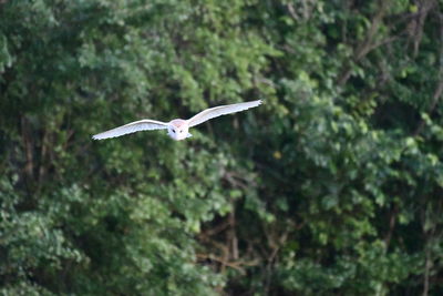 Bird flying in a forest