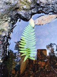 High angle view of leaves on rock against sky