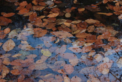 Full frame shot of autumn leaves