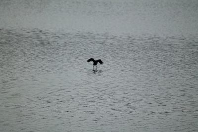 Bird swimming in lake