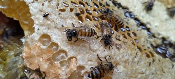 High angle view of bee