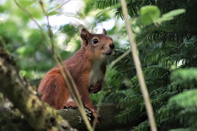 Close-up of squirrel on tree