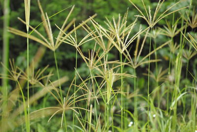 Full frame shot of bamboo plants on field