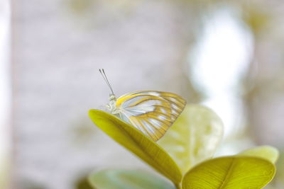 Close-up of butterfly on flower