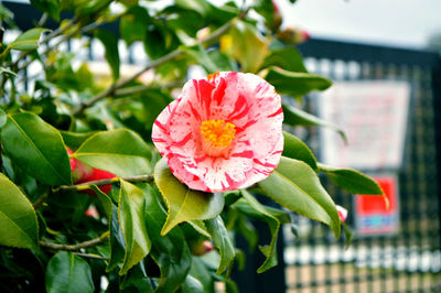 Close-up of pink rose flower