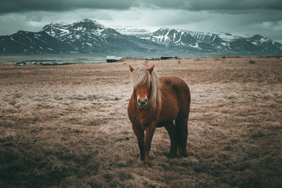 View of a horse on snow covered field