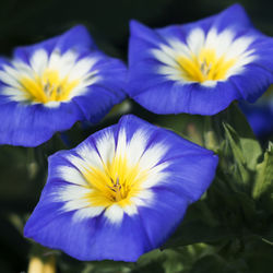 Close-up of purple flower