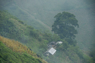 High angle view of trees on landscape