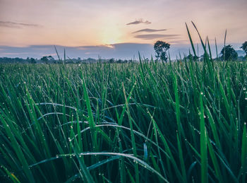 Crops growing on field against sky during sunset