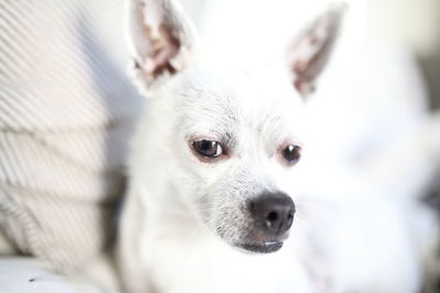 Close-up portrait of dog relaxing on sofa at home