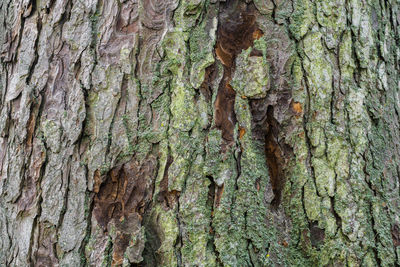 Full frame shot of tree trunk