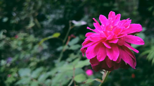 Close-up of pink flower blooming outdoors