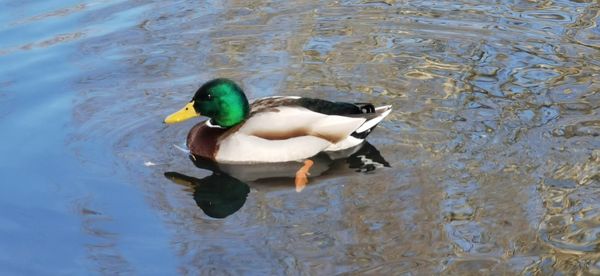 High angle view of mallard duck swimming in lake