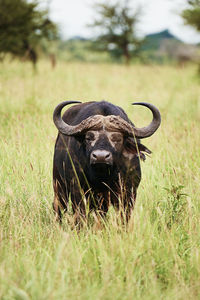 View of an animal on grass