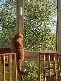 Cat sitting on window