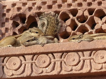 Close-up of squirrel