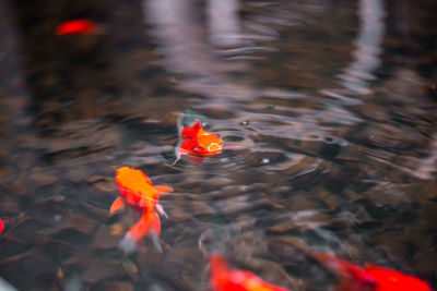 High angle view of koi carps swimming in lake