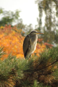 Close-up of bird on field