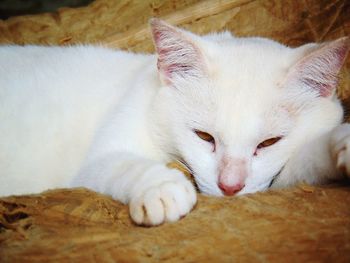 Close-up portrait of white cat lying down
