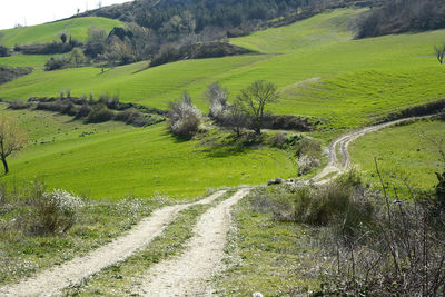 Scenic view of rural landscape