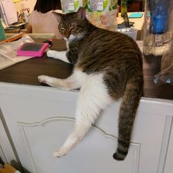 Cat sitting on table at home