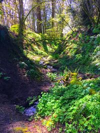 Low angle view of trees in forest