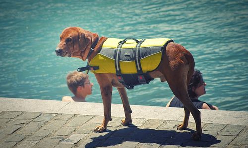 Side view of dog on footpath by water