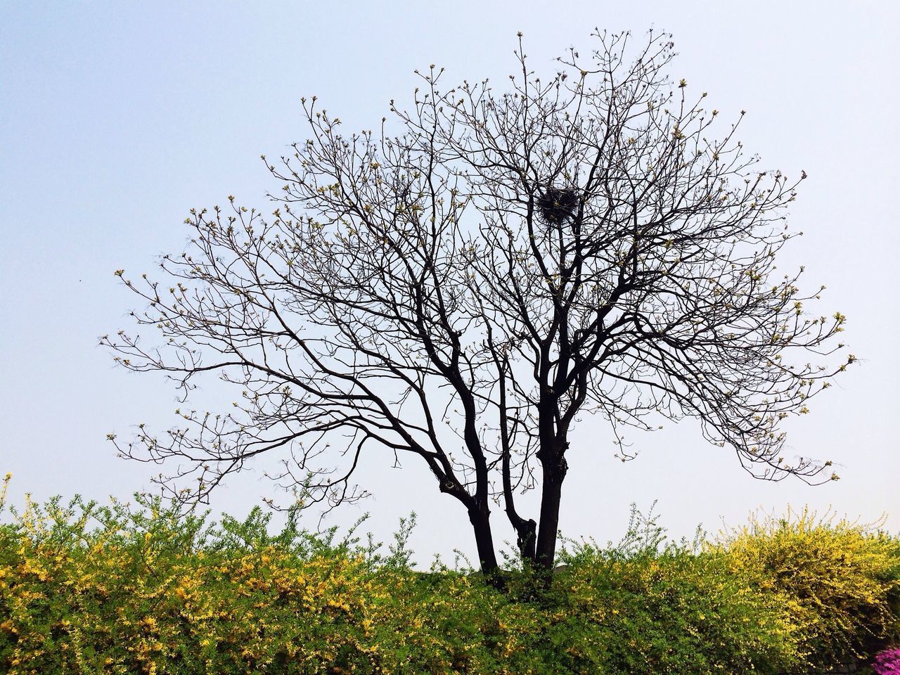 clear sky, tree, branch, bare tree, tranquility, grass, nature, growth, tranquil scene, field, beauty in nature, low angle view, landscape, scenics, sky, tree trunk, single tree, day, outdoors, bird